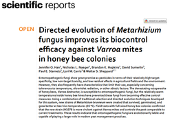 Metarhizium(녹강균)