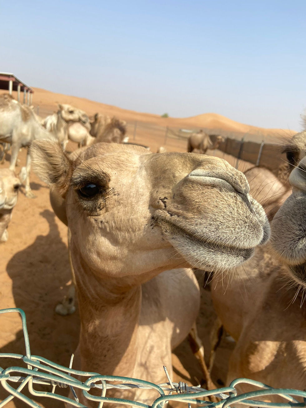 WhatsApp Image 2025-02-11 at 17.19.06-2