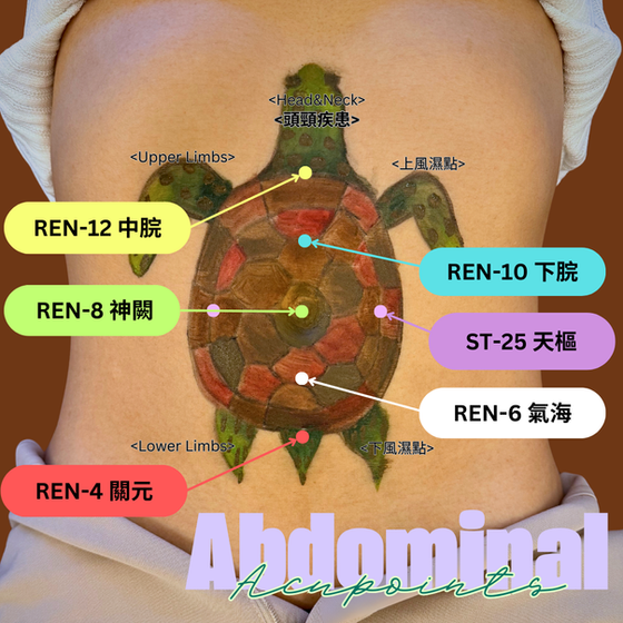 Abdominal Turtle Diagram (TCM)