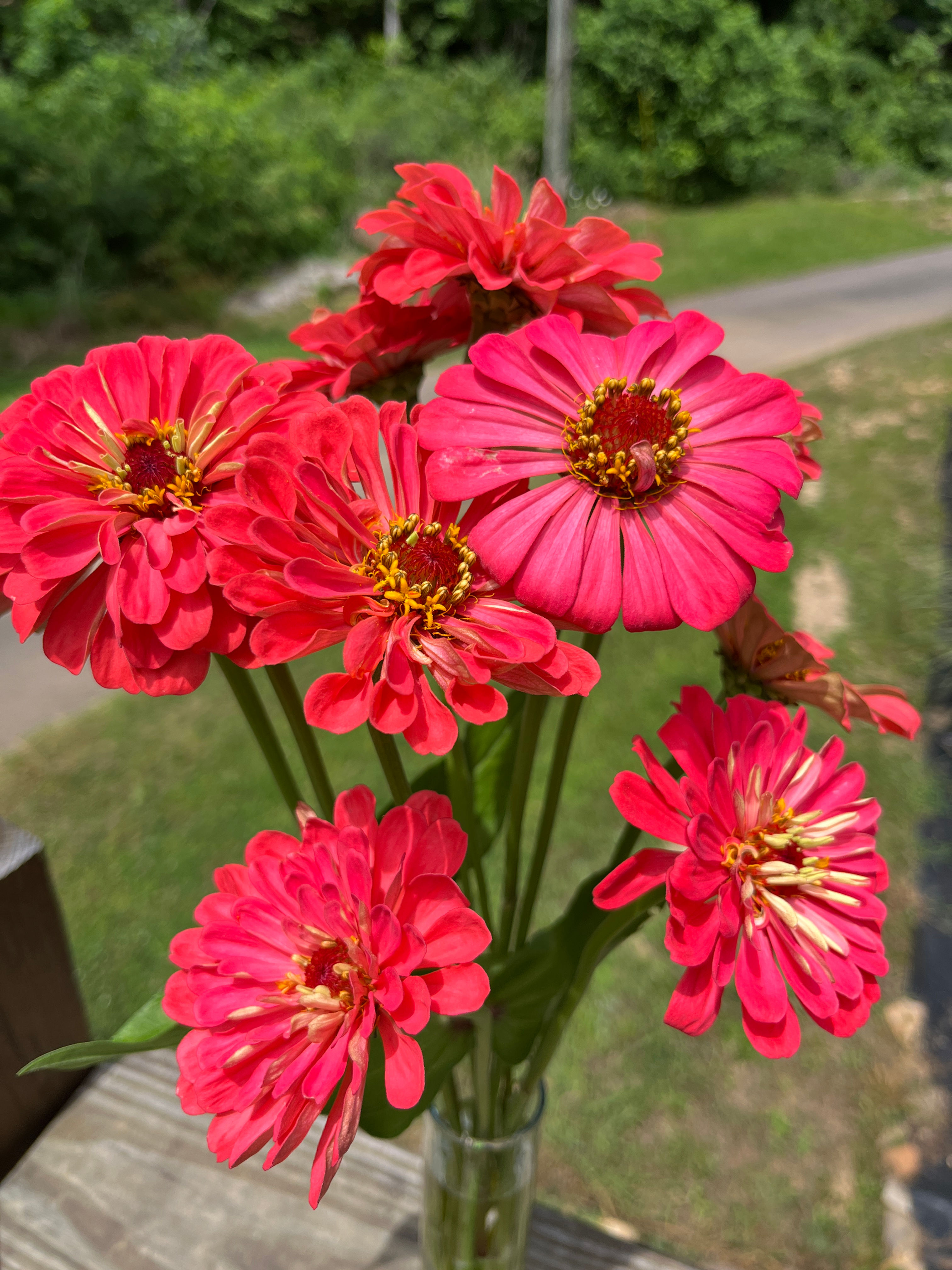 Zinnia | Coral | Benary's Giant