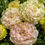 Thumbnail: Lisianthus | Creamy Peach | Voyage Champagne