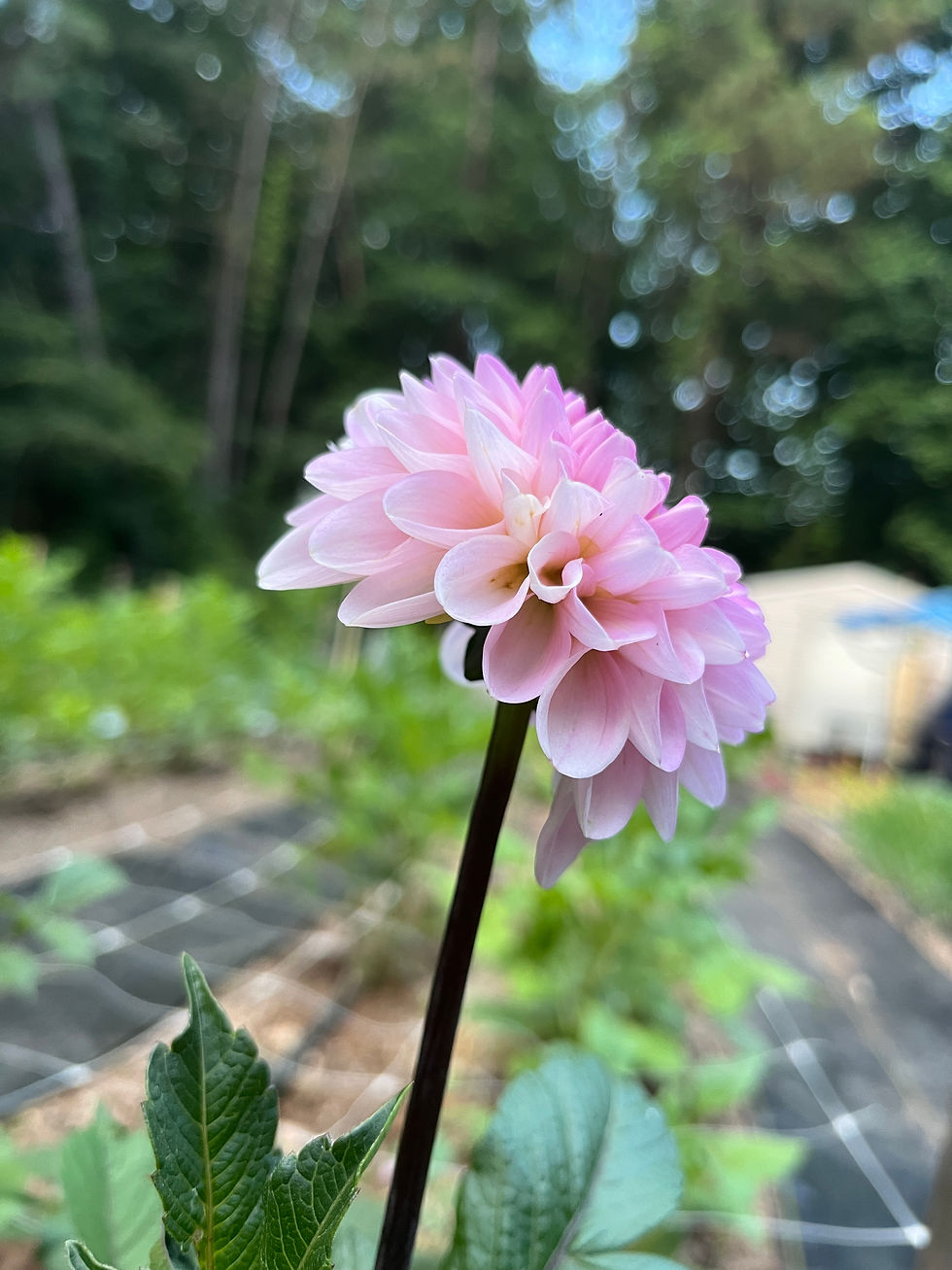 Thumbnail: Dahlia by the Stem | Pink | Wizard of Oz