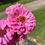 Thumbnail: Zinnia | Bright Pink | Benary's Giant