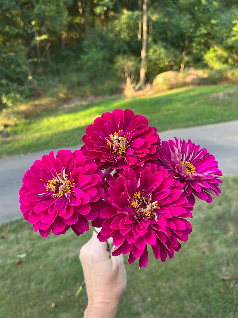 Thumbnail: Zinnia | Wine | Benary's Giant