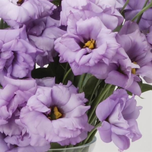 Lisianthus | Lavender | ABC Lavender