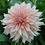 Thumbnail: Dahlia by the Stem | Blush/Beige | Cafe au Lait