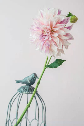 dahlia wedding flowers