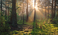 forest.png