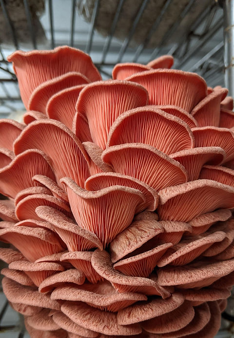 Grow Kit Pink Oyster (Pleurotus Djamor) Mushroom | Delicate Flavor