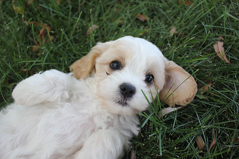 Cavachon Puppy