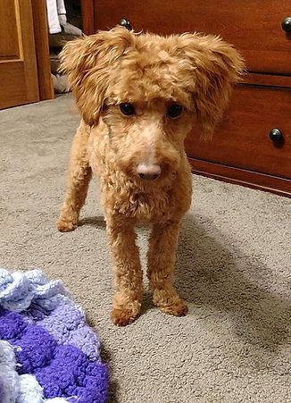 Murphy (2).jpg