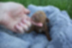 Thumbnail: Cavapoo Litter