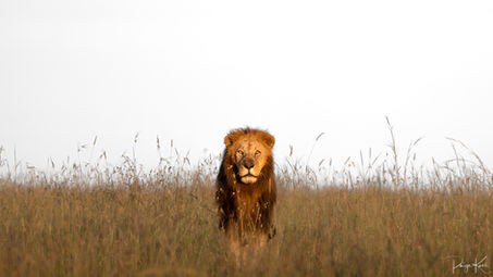 General Wildlife-35.jpg