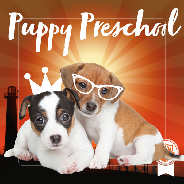 Puppy Preschool Online Course for under-vaccinated puppies
