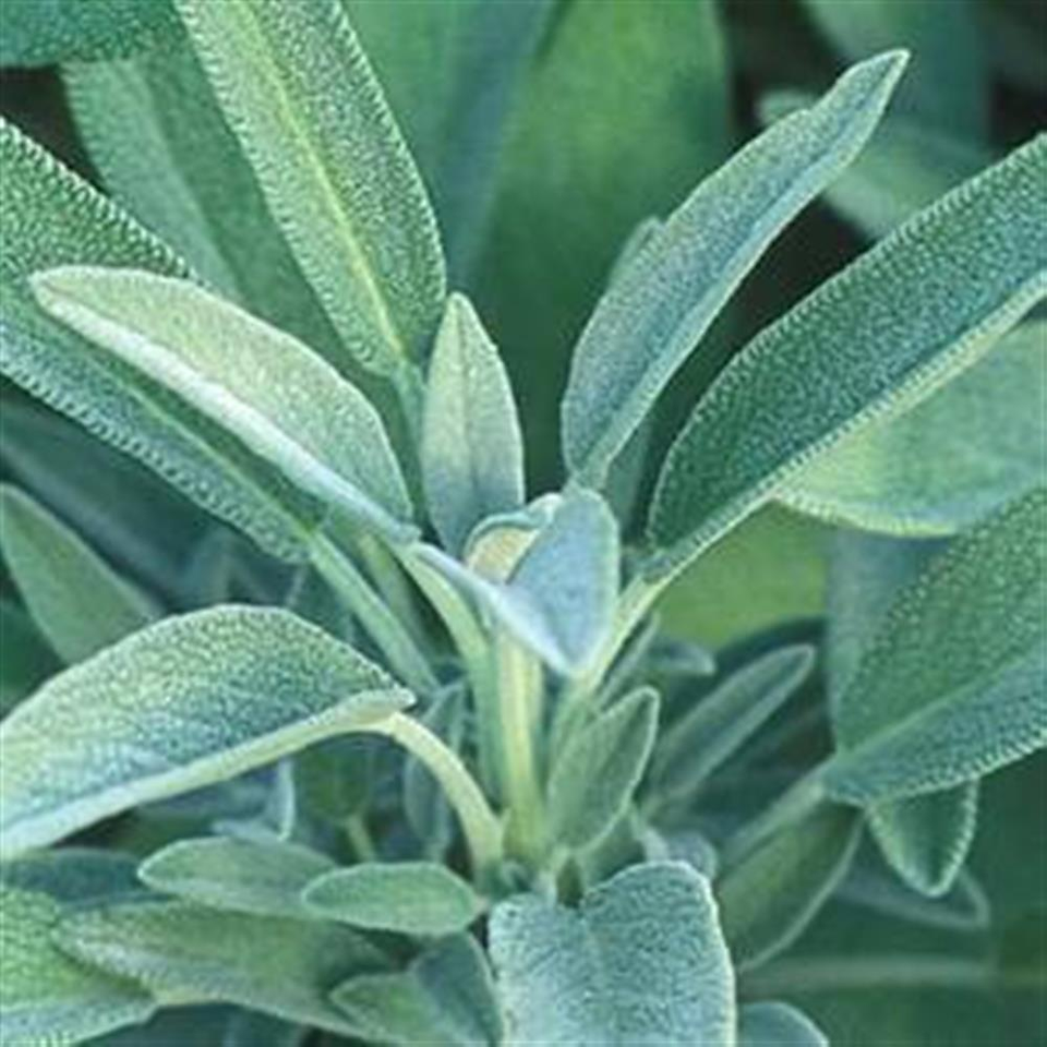 sage plant