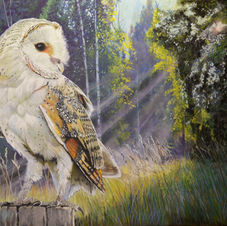 Barn Owl.jpg