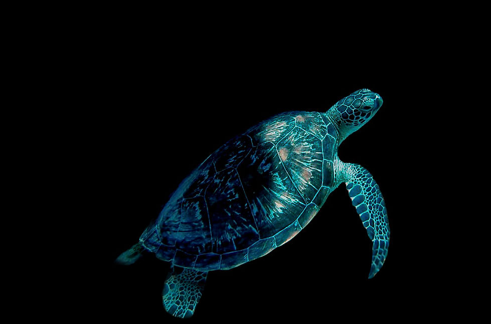 turtle1.JPG