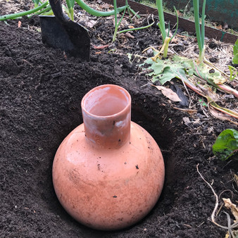 Place the olla in the hole and backfill.