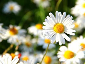 Flor del Mes de Abril: La Margarita