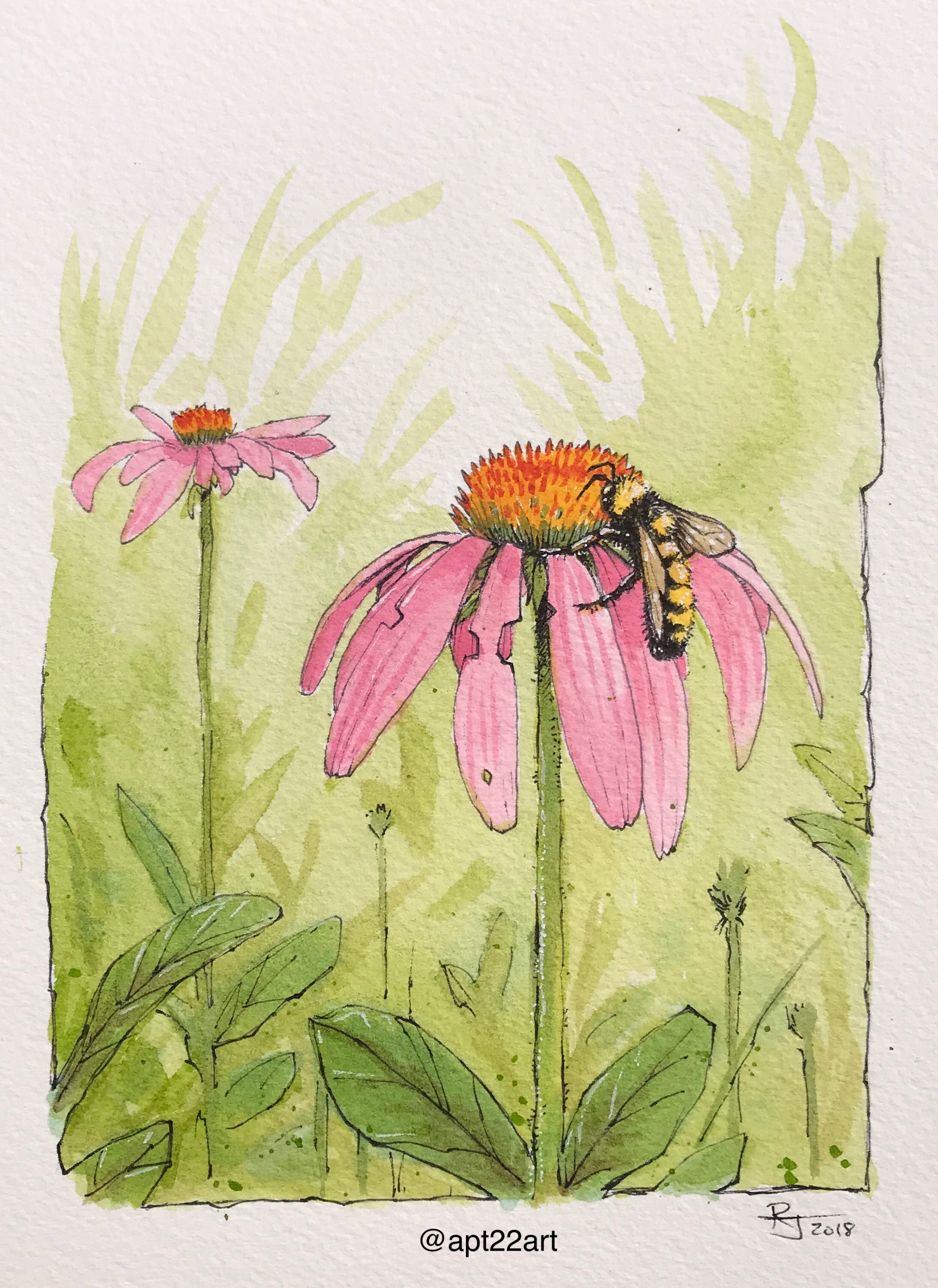 Echinacea & Bee