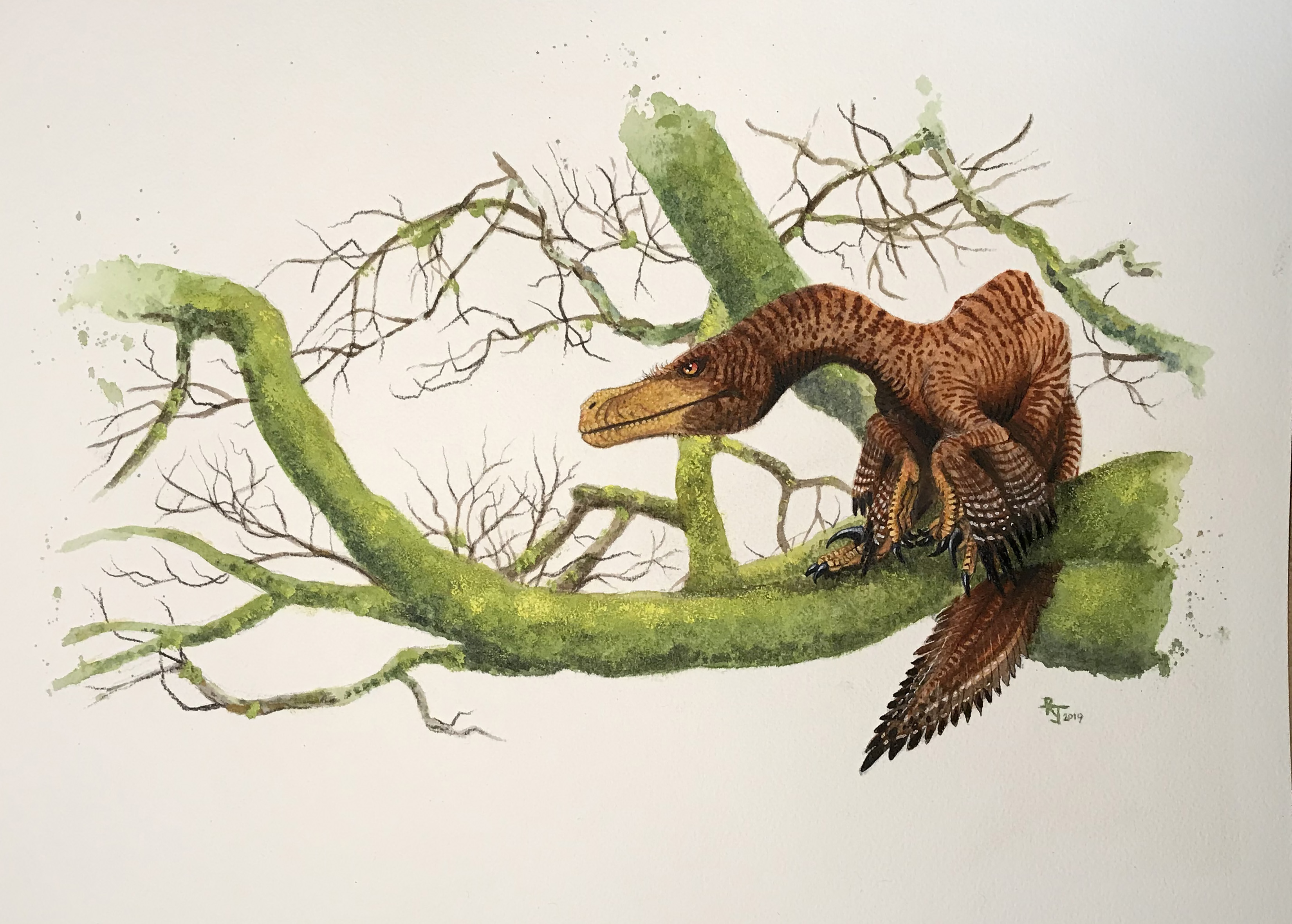 Velociraptor