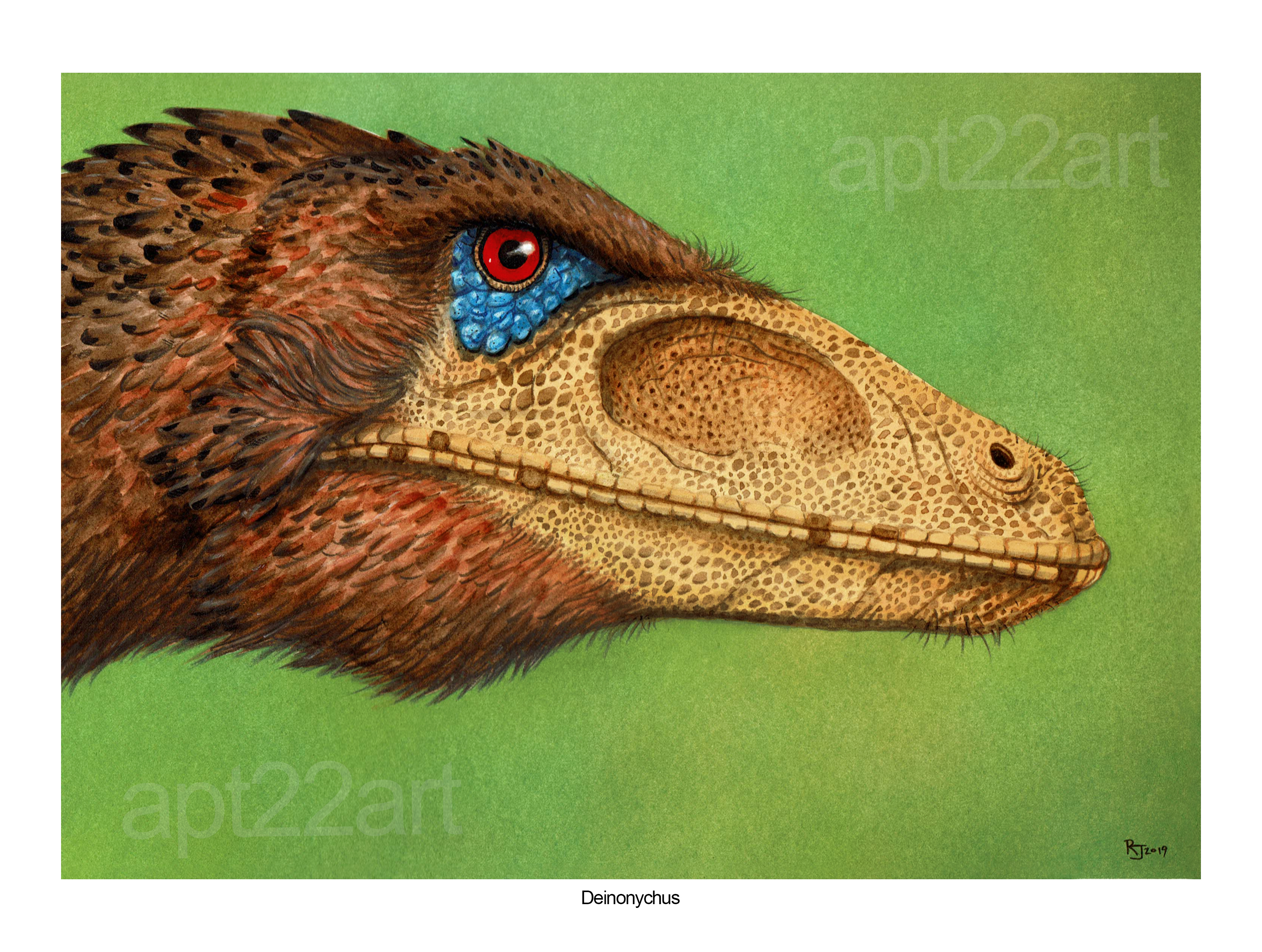 DEINONYCHUS