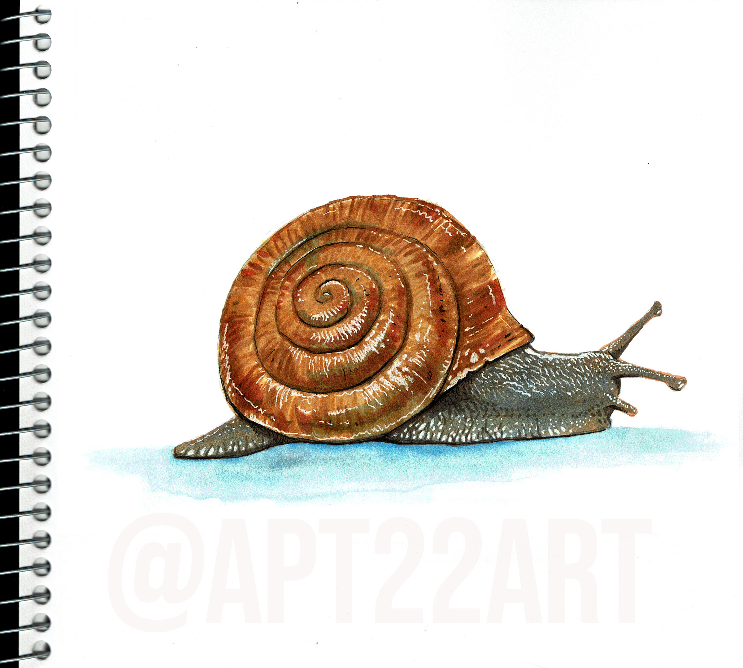 Snail