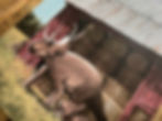 Thumbnail: Hay is for Diabloceratops | Dinosaur at Barn | PRINTS