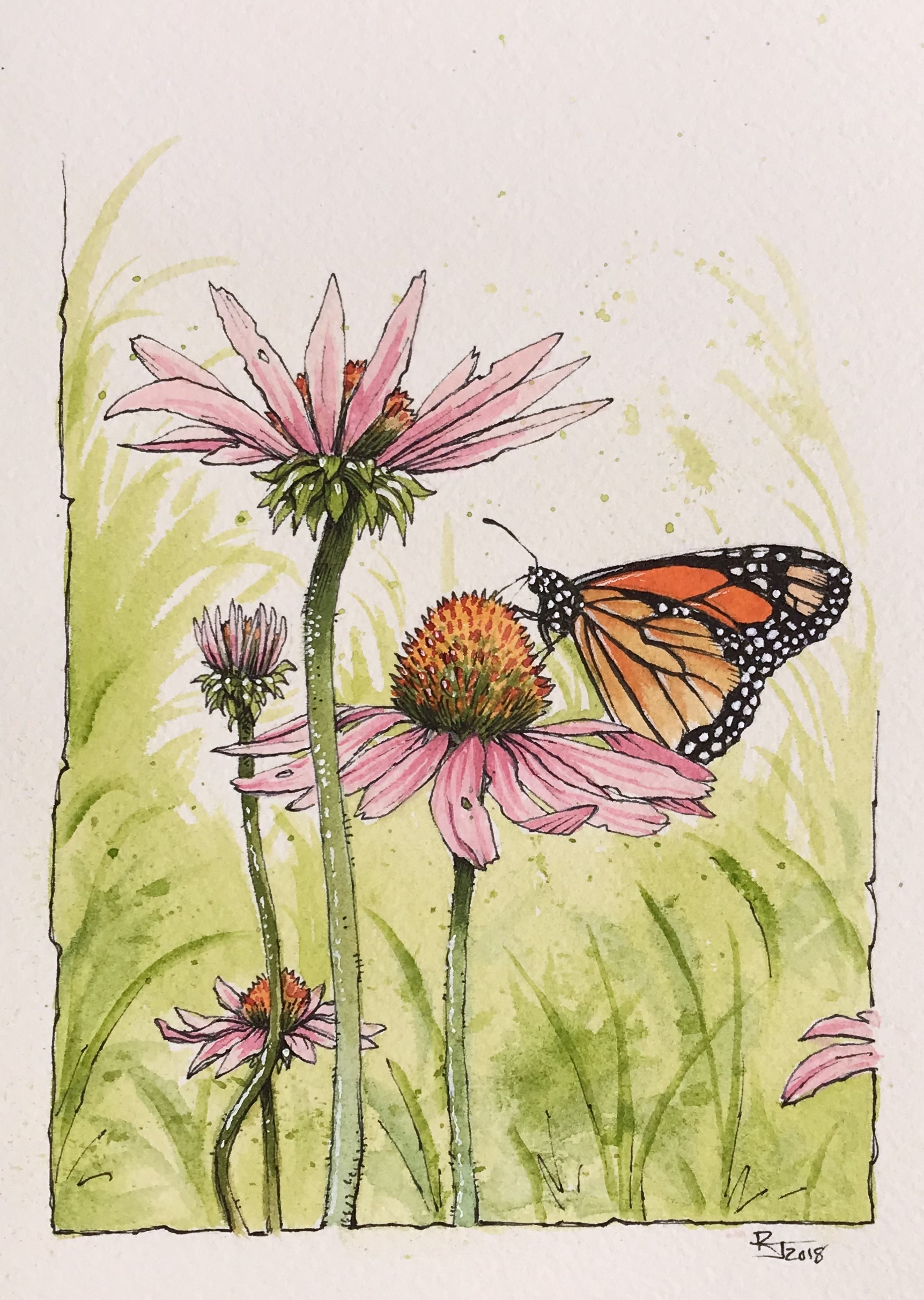 Echinacea & Monarch