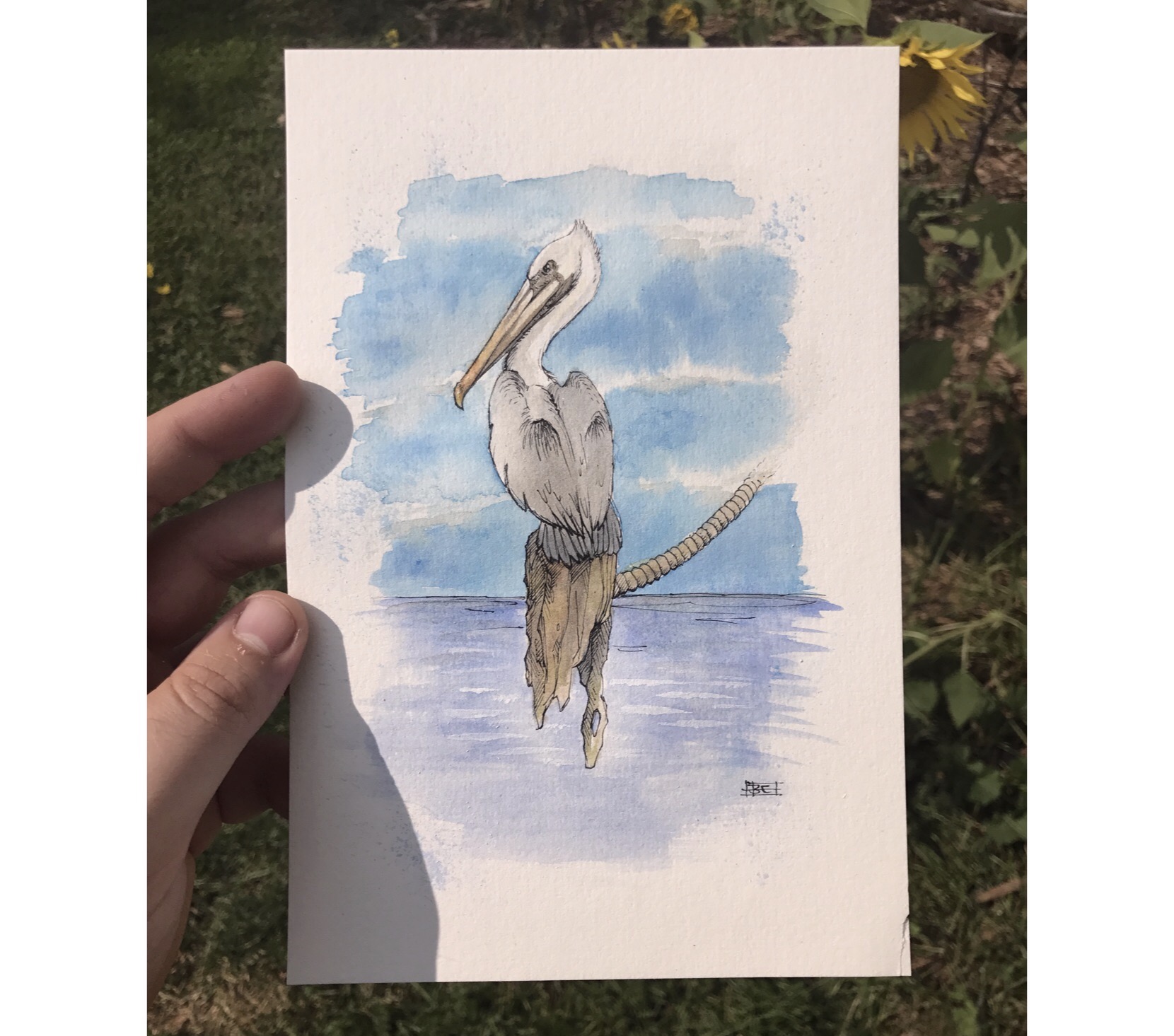 Pelican