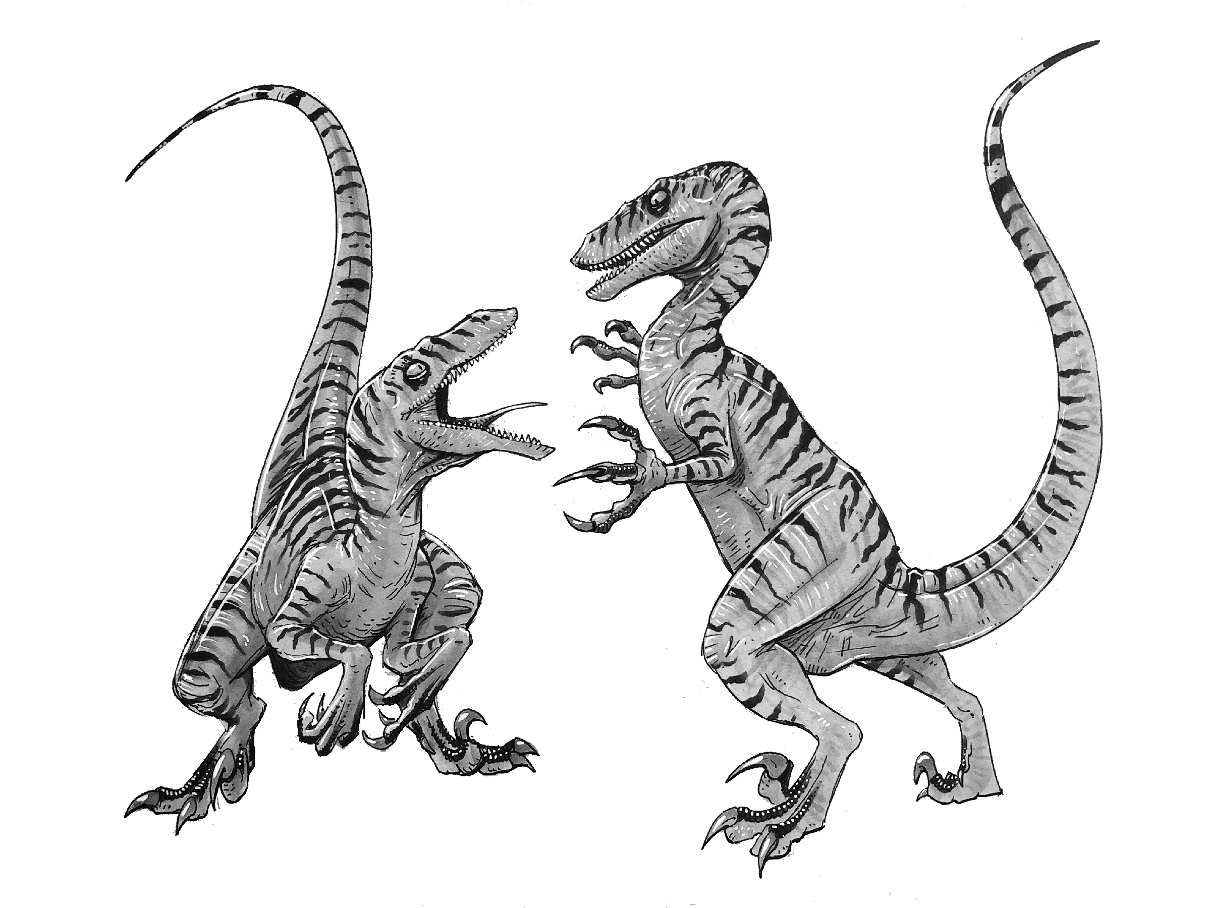 TLW Raptors