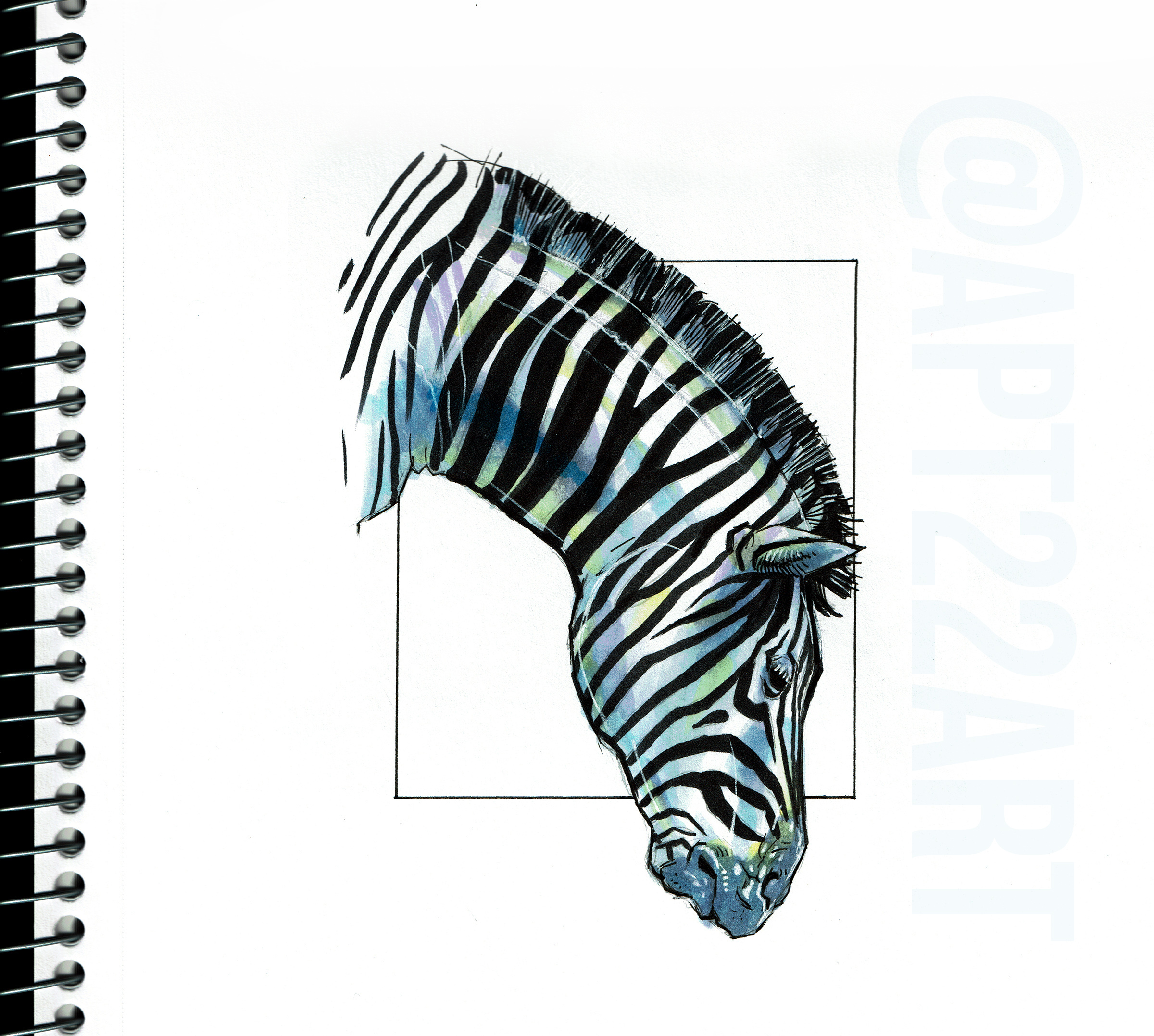 Zebra