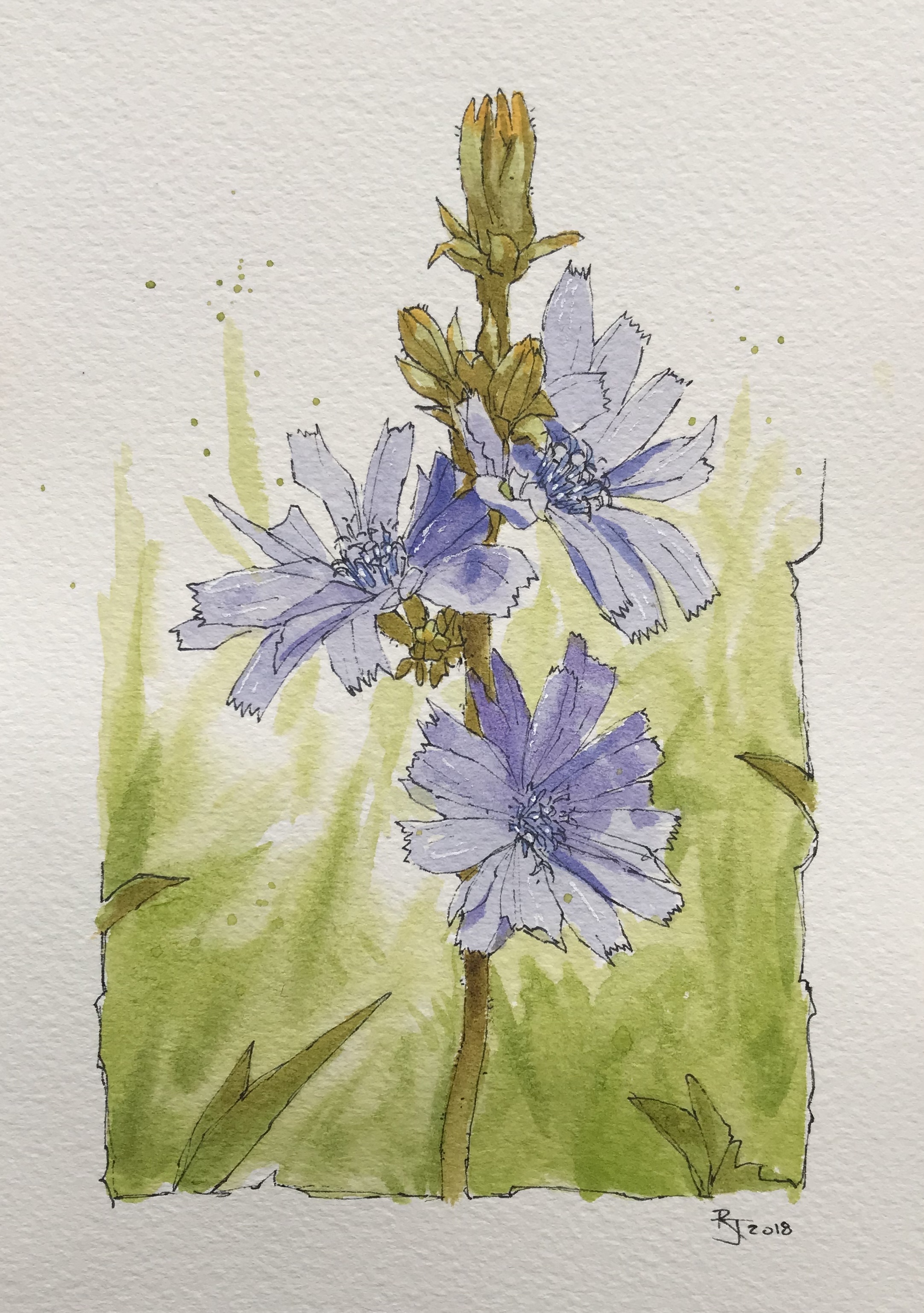 Chicory