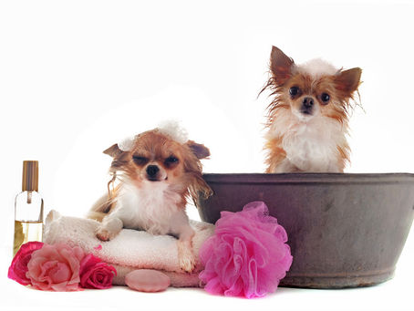 Paws and Bristles: Mastering Canine Pampering