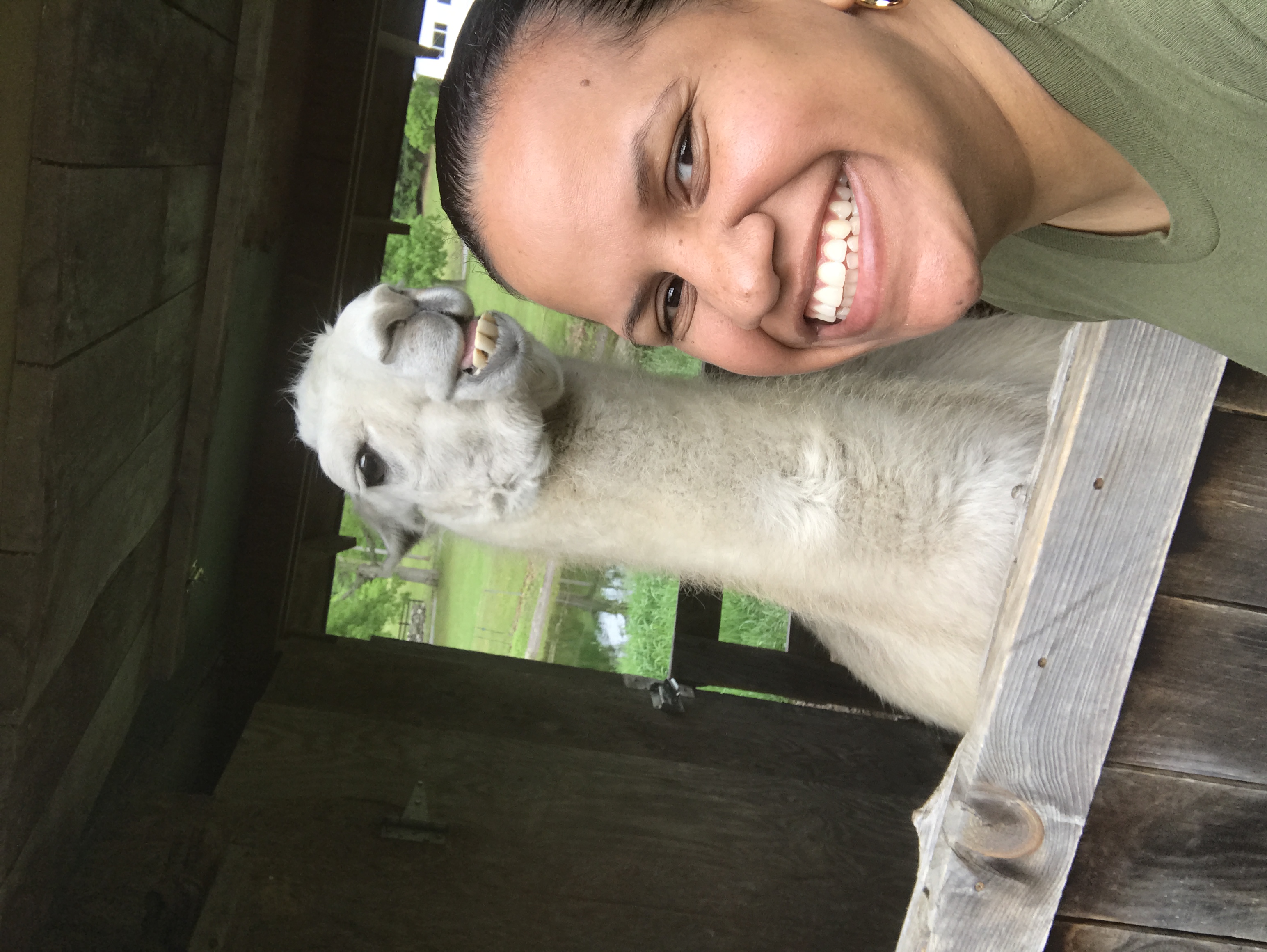 Llama selfie!