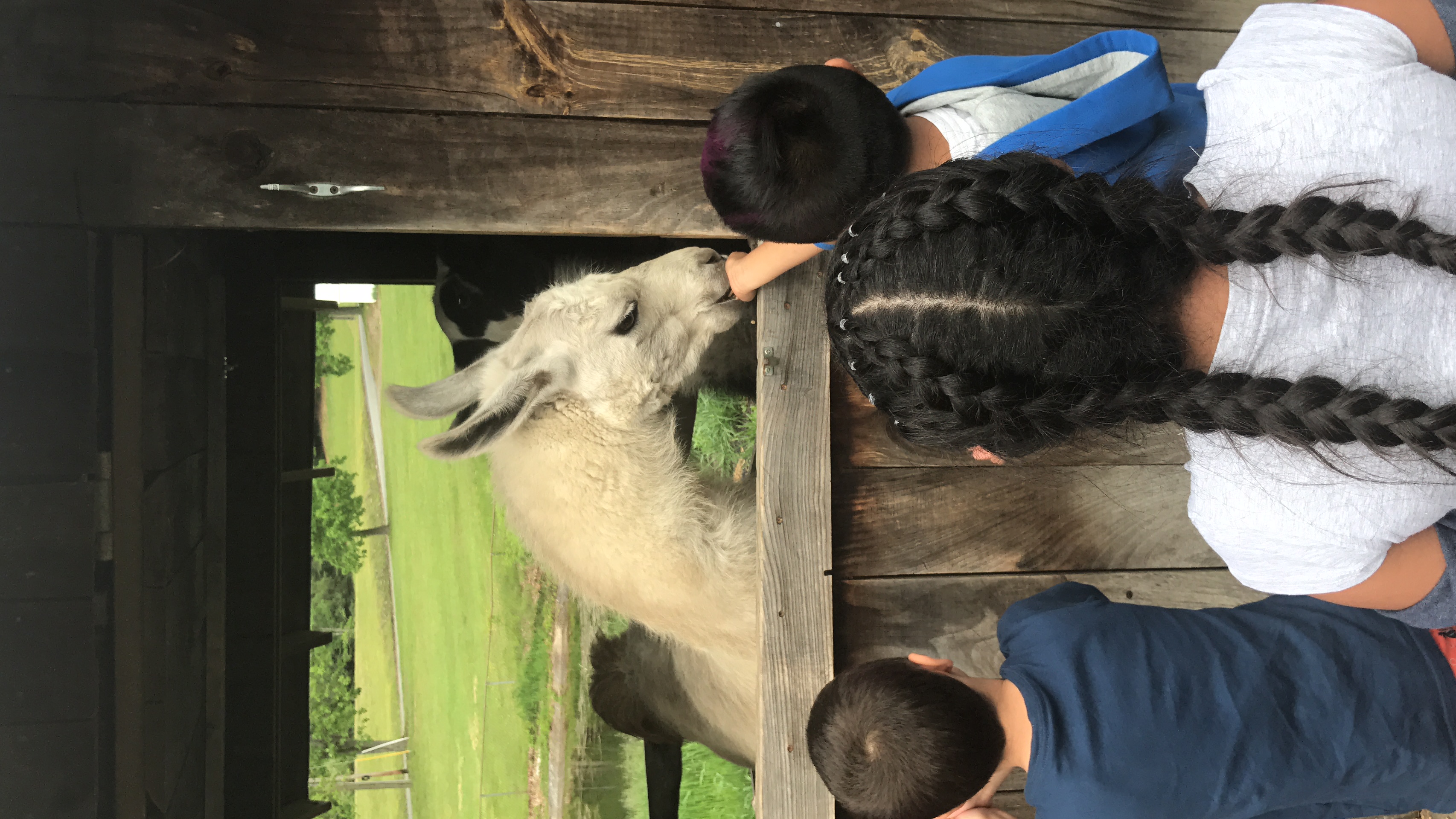 Llamas!