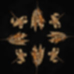 Nuki 7