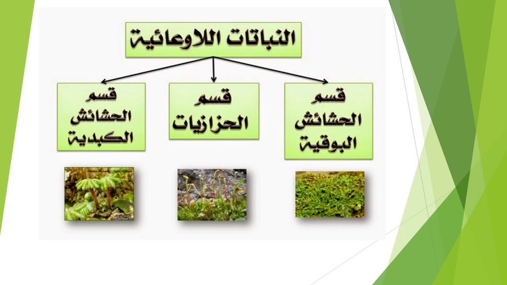 نباتات اللاوعائية والوعائية