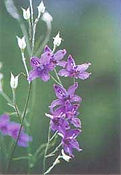 immagine fiori di bach.jpg