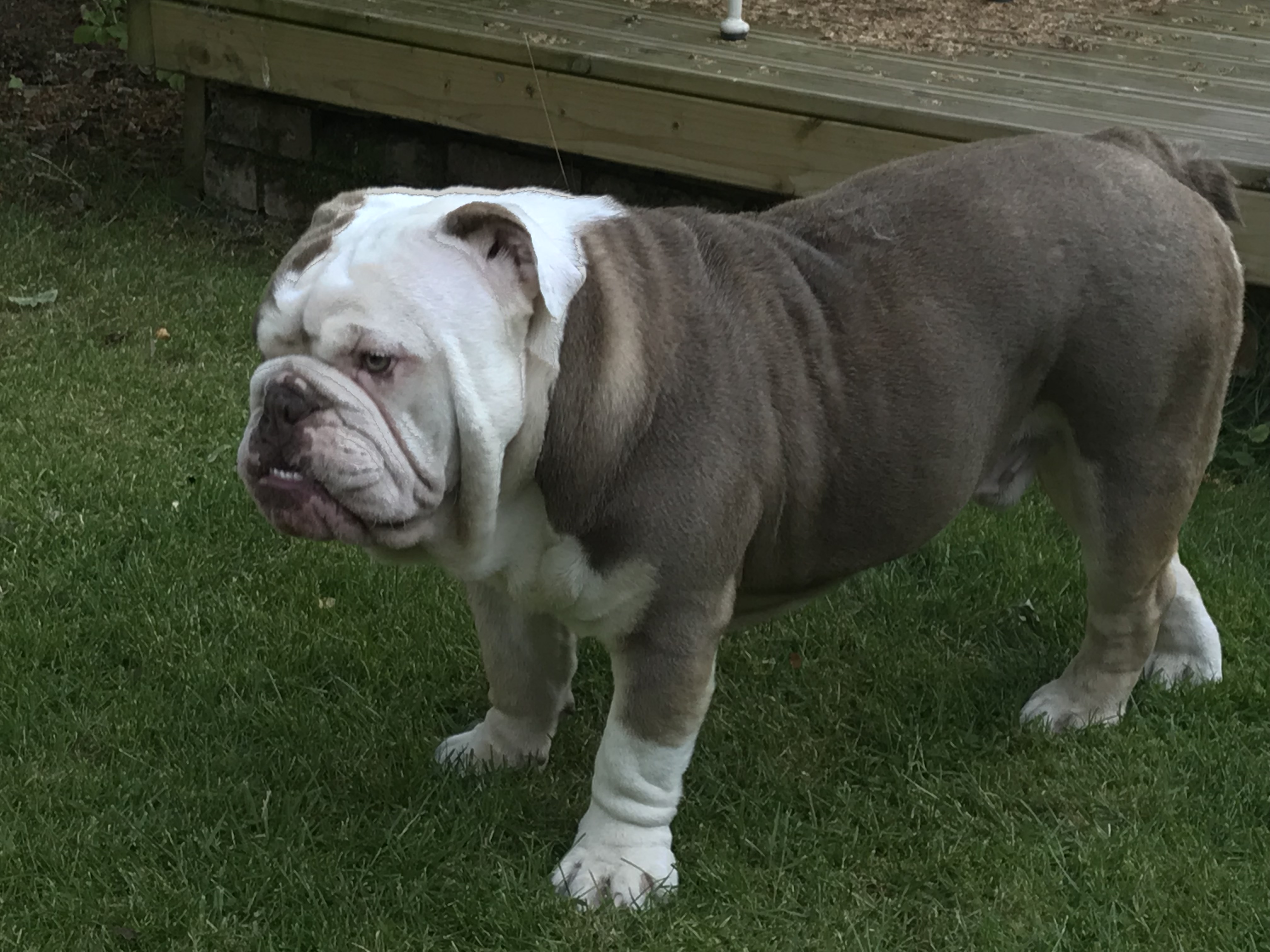 massive bulldog
