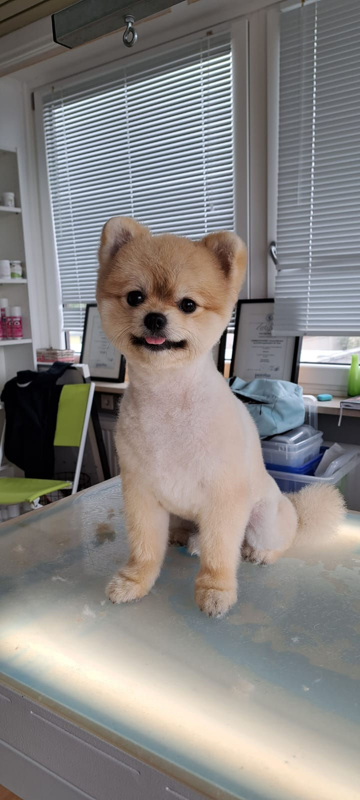 Pomeranian nach dem Scheren
