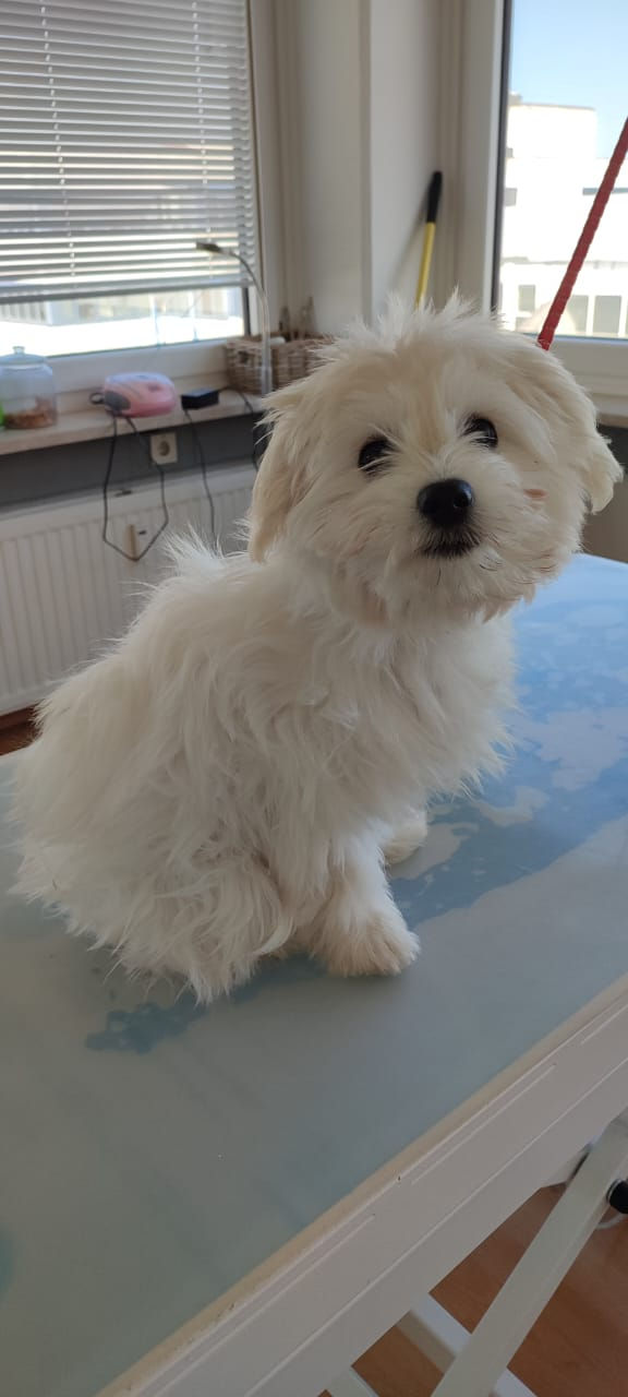 Malteser Scheren