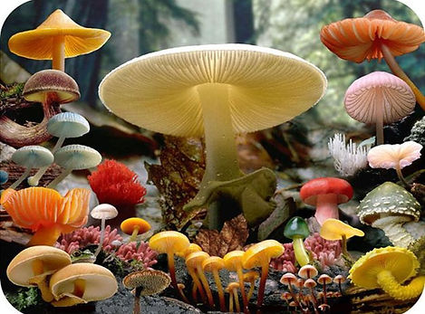 fungos-cogumelo-biologia-doc-com-imagens