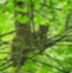 Cougar Encounter