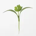brote de cilantro