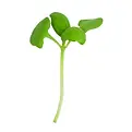 brote de Albahaca