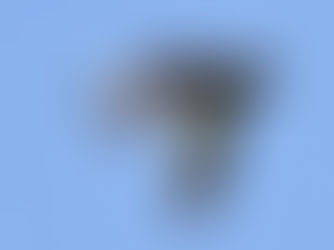 カモをウォッチング!!