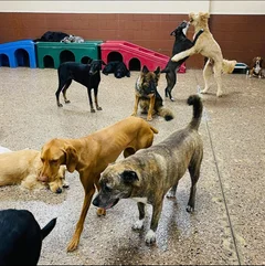 pasadena dog daycare