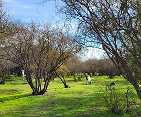 nº 51 / Parcela camino el Dibujo, cerros de Culiprán