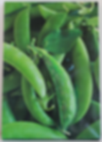 Vege snap pea